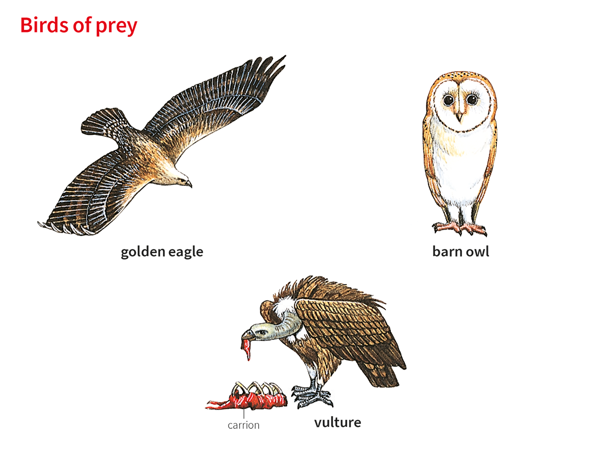 Carrion Noun Definition Pictures Pronunciation And Usage Notes 